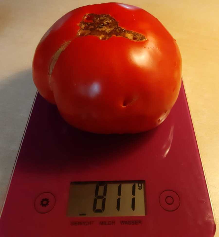 Tomate 2019 08 09