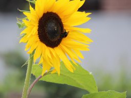 img_2930